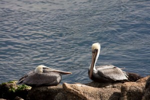 Pelicans