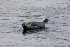 Sea lion