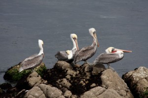 Pelicans