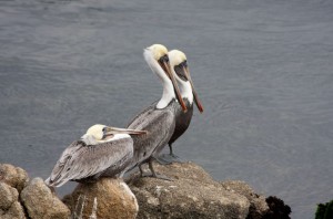 Pelicans