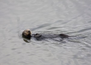 Sea Otter