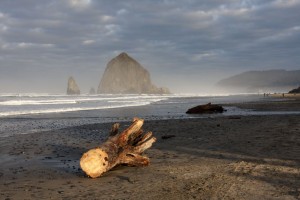 Driftwood