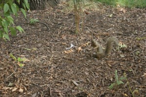 The squirrel king