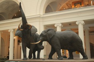 Elephants