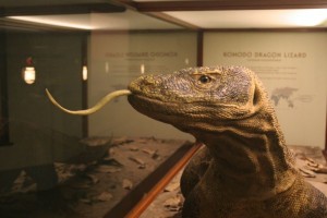 Komodo Dragon