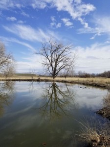 Tree reflection, Whittman Mission