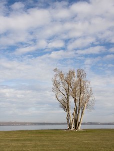 Tree and sky