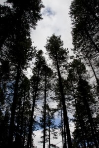 Kamiak Butte County Park