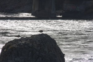 Seagulls in the river