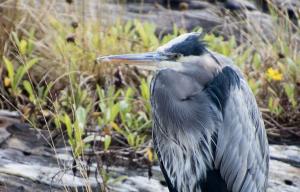 Heron close up