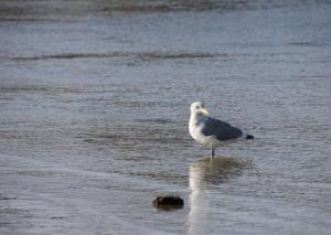 Big seagull