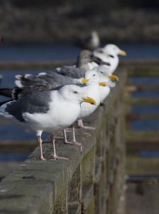 Seagulls on parade