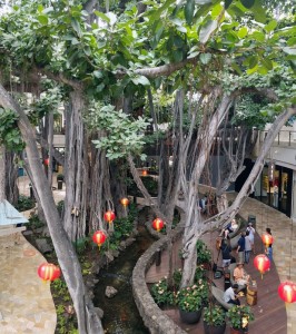 Banyon Tree at the International Market