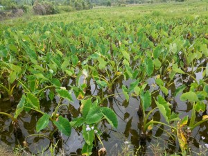 Taro farm