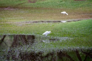 Wading birds