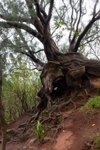 Grizzled tree