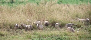 Sheep (and a goose)