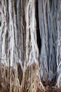 Banyon tree closeup