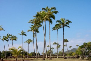 Palm trees