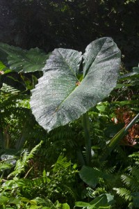 Big leaf