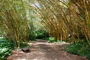 Bamboo forest