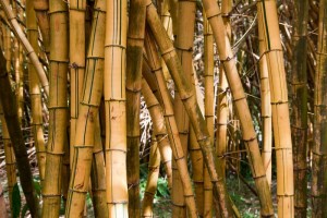 Bamboo