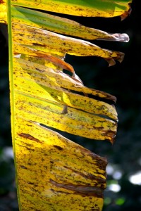 Palm frond