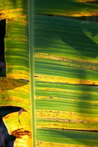 Palm frond