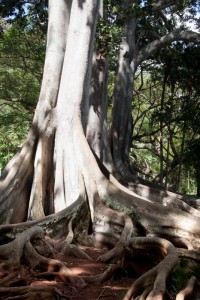 Jurassic Park trees