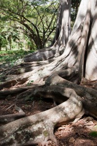 Jurassic Park trees