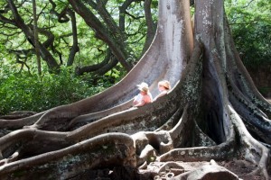 Jurassic Park trees