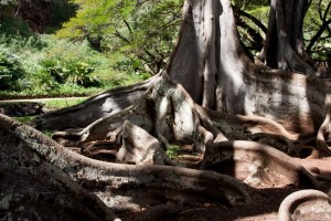 Jurassic Park trees