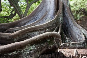 Jurassic Park trees