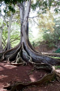 Jurassic Park trees