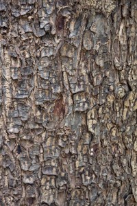 Bark