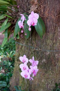 Orchids