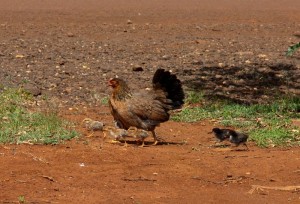 Chickens!