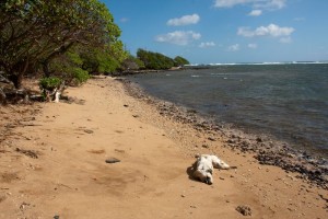 Kapaa Beach