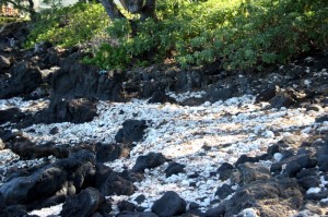 Skull Beach (our name) -- it's really coral