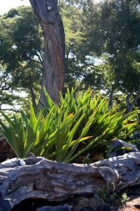 Mauna Kea Hotel grounds