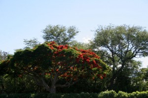 Red flowered tree (these were everywhere) 