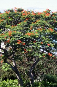 Red-flowered tree