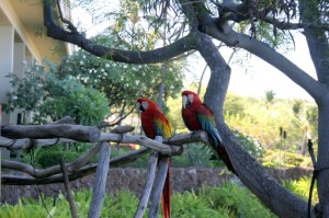 Hotel parrots