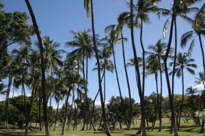 Palm trees at the golf course