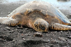 Sea turtle close up