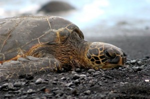 Sea turtle very close up