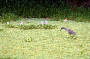 Wading bird