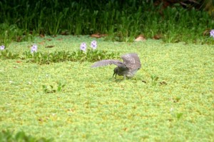 Wading bird makes his move (he missed)