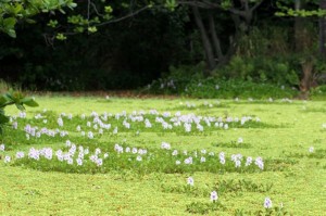 Pond flowers