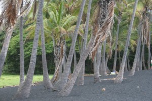 Punalu'u beach 